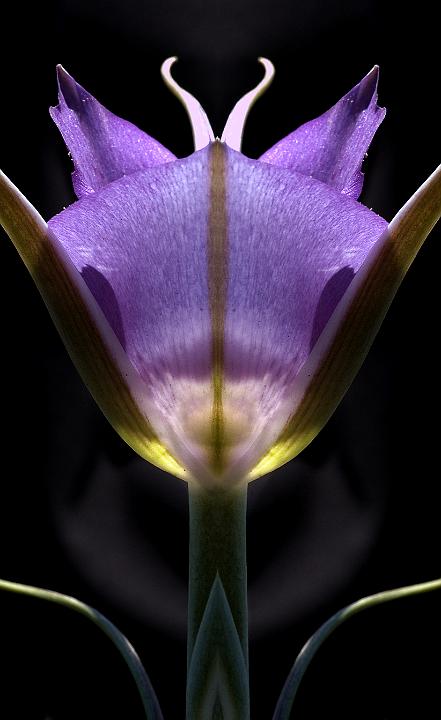 Sagebrush Mariposa Lily Reflected.jpg